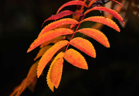 Yellow-reddish autumn leaf with serrated edgesの写真素材
