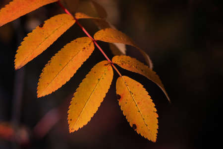 Yellow-reddish autumn leaf with serrated edgesの写真素材