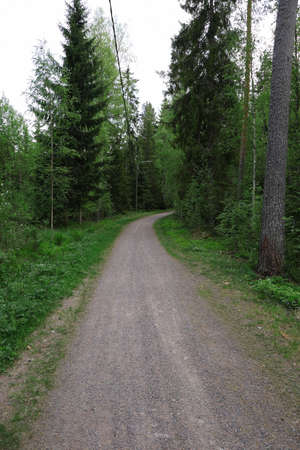 Narrow footpath into the forestの写真素材