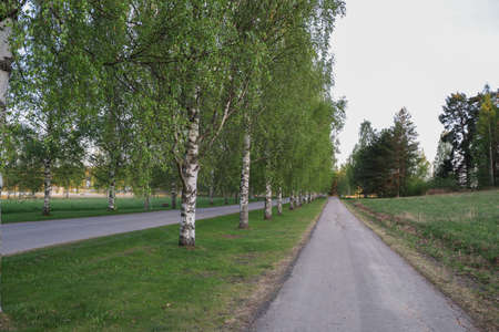 Tree lined suburban street sidewalkの写真素材
