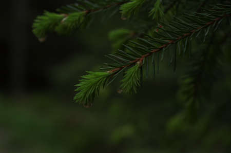 Close-up shot of pine tree leavesの写真素材