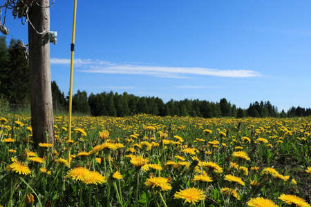 A field of bright yellow dandelionsの写真素材