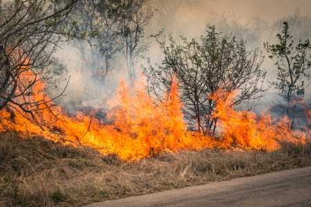 Bushfire burning at Kruger Park in South Africa - Disaster in bush forest with fire spreading in dry woodsの写真素材
