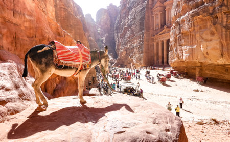 PETRA, JORDAN - NOVEMBER 5, 2019: peaceful donkey and tourists at Treasury Temple in the lost city - World heritage site from Nabatean Kingdom - Travel wanderlust concept on Middle East Asia wondersのeditorial素材