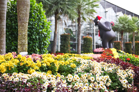Colorful blooming mums in a gardenの写真素材