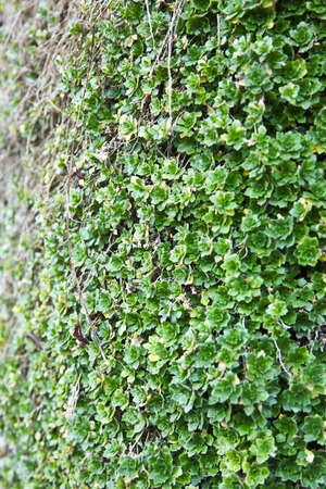 Close up of green small plant