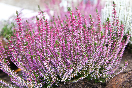 Beautiful small flowers at Stadtpark in Vienna, Austriaの写真素材
