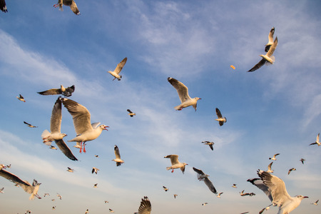 Migrated seagull fly at the coast during sunsetの写真素材