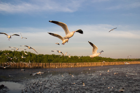 Migrated seagull fly at the coast during sunsetの写真素材