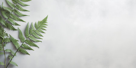 Green fern leaves on white background with copy space for text.の写真素材