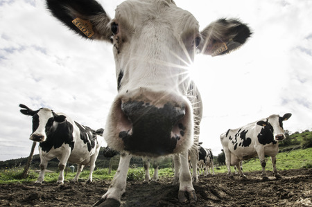 Cow looking at camera の写真素材