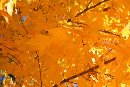 Leaves of a tree a maple in the autumnの写真素材