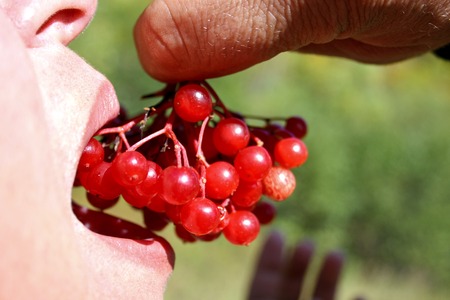 The person tastes a ripe berry of a guelder-roseの写真素材