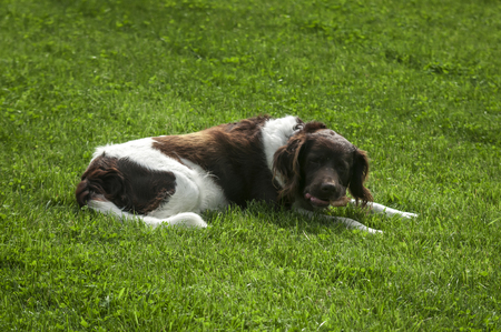 Hunting dog setter in natureの写真素材