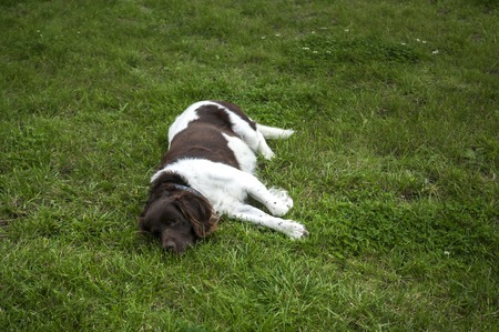 Hunting dog setter in natureの写真素材
