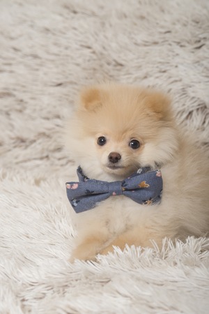 Puppy pomeranian lying on the carpetの写真素材