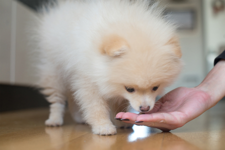 Puppy pomeranian,petの写真素材