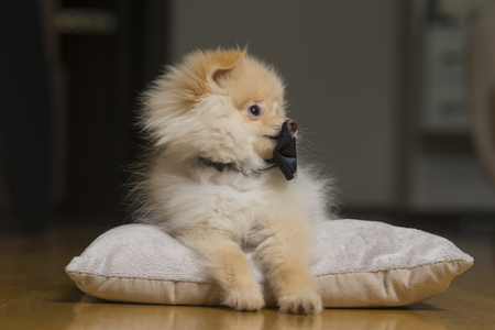 Puppy pomeranian, petの写真素材