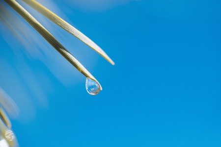 Pine branch with frozen water droplets on pine needles; freezing rain on a pine bough in springの写真素材