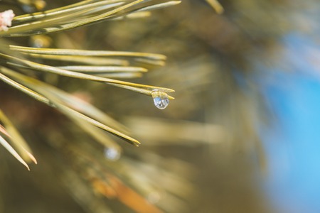 Pine branch with frozen water droplets on pine needles; freezing rain on a pine bough in springの写真素材