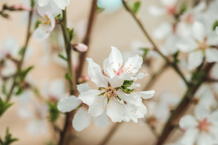 White flowers on the branches of trees in the springの写真素材