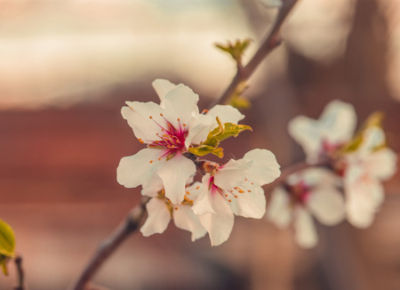 White flowers on the branches of trees in the springの写真素材