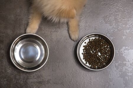 Dry dog food in bowl and puppy dog .Top viewの写真素材