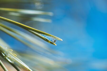 Pine branch with frozen water droplets on pine needles; freezing rain on a pine bough in spring