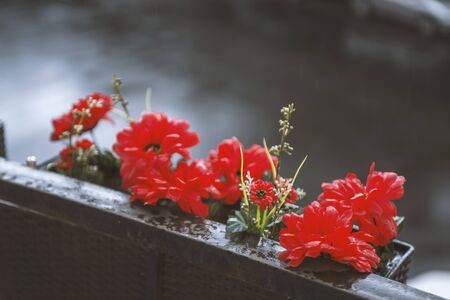 red flowers in a basket on the balcony overlooking the street. rainy dayの写真素材