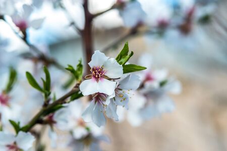 White flowers on the branches of trees in the springの写真素材