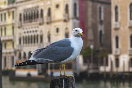 A seagull on a wooden pile in Venice.Empty Venice .Coronavirus in Italy.の写真素材