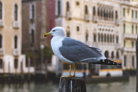 A seagull on a wooden pile in Venice.の写真素材