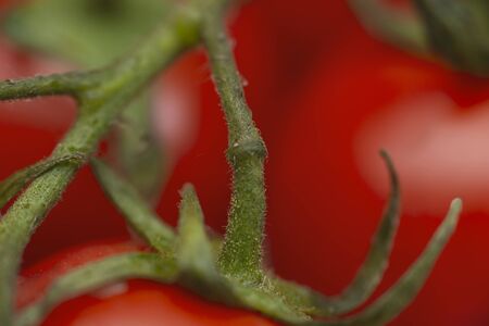 fresh red tomatoes with tomato on background,  super macro shot.の写真素材