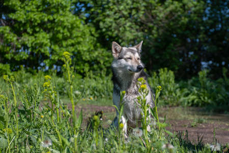 wolf-like dog in nature, watchdog or hunting dog