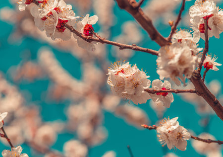 White flowers on the branches of trees in the springの写真素材