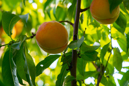 branch of fresh ripe yellow and orange peaches on a treeの写真素材