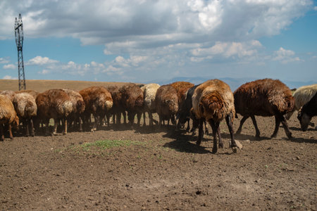 Flock of sheep grazing in the mountains. The concept of rural life.の写真素材