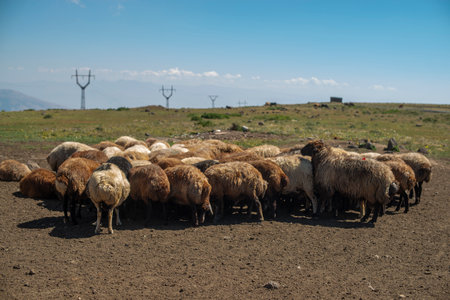 Flock of sheep grazing in the mountains. The concept of rural life.