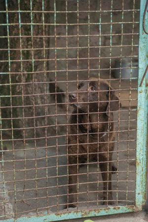Brown dog in a cage at the animal shelter. Animal shelterの写真素材