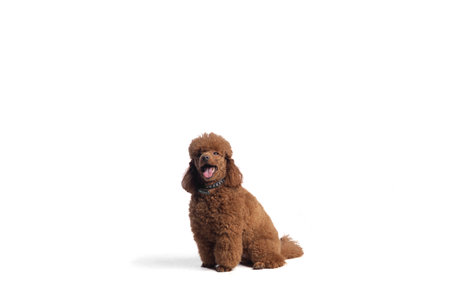 cute little dog poodle isolated on white background.