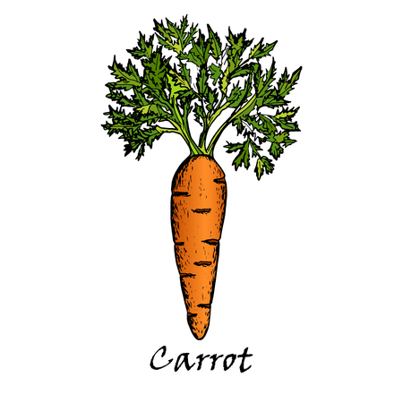 Hand drawn illustration of one carrot, isolated on white backgroundのイラスト素材