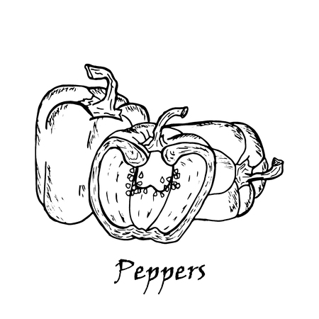 Hand drawn illustration of three peppers, isolated on white backgroundのイラスト素材