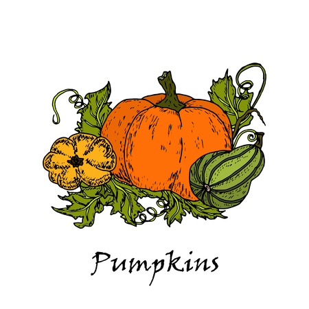 Hand drawn illustration of three multicolored pumpkins, isolated on white background in vector.のイラスト素材