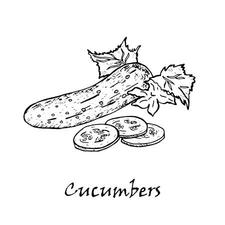 Cucumber hand drawn vector illustrations. Isolated cucumber. Farm market product.のイラスト素材