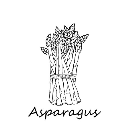asparagus on a white backgroundのイラスト素材