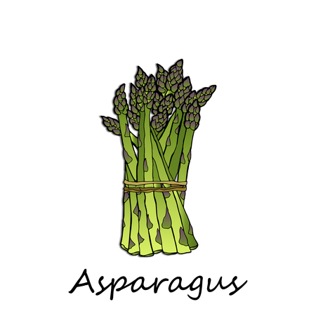 Green asparagus on a white backgroundのイラスト素材