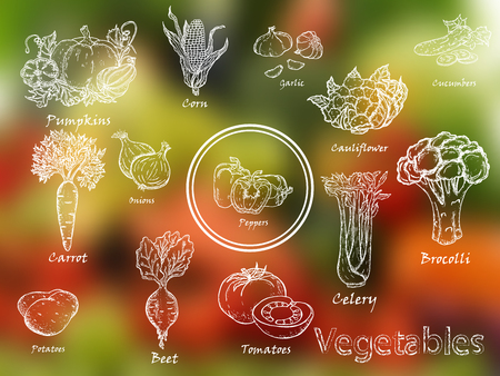 Set of hand-drawn vegetables. Carrots, potatoes, broccoli, beets, corn, garlic, onions, pumpkin, tomatoes, cucumber, pepper, cauliflower, celery.のイラスト素材