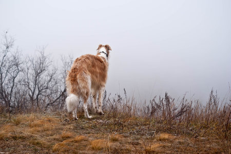 red dog of the Russian greyhound breed stands on the edge of a cliff and looks into the fog, autumn, backgroundの写真素材