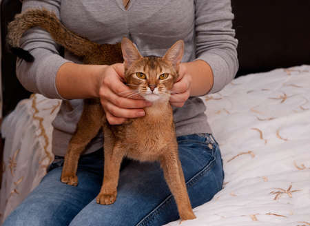 Abyssinian cat purrs in the lap of the owner, care and communicationの写真素材