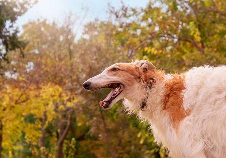 dog breed Russian greyhound on the background of an autumn park, portrait, profile.の写真素材